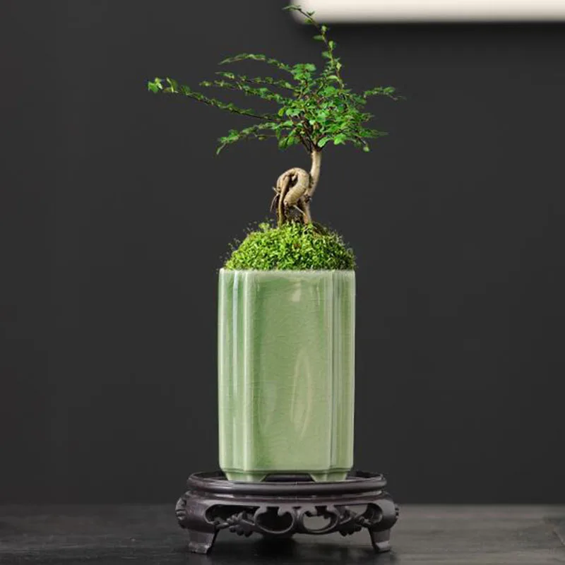 Bonsai Garden Art - Maceta Cuadrada de Porcelana con Acabado