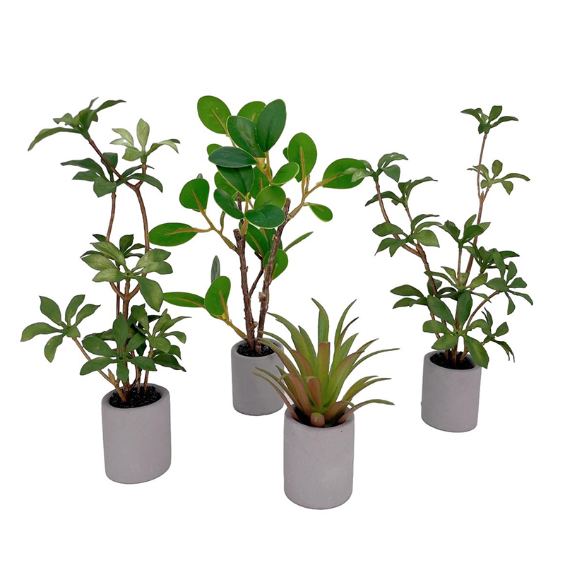 Modelo de plantas en maceta en - Bonsai Garden House reseña y precio
