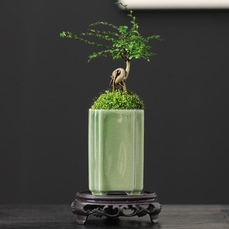 Maceta cuadrada de porcelana c - Bonsai Garden Art reseña y precio
