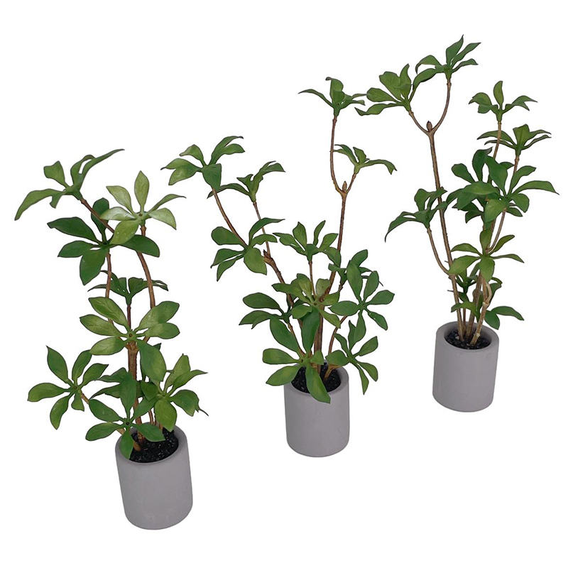 Planta en maceta en miniatura  - Bonsai Garden House reseña y precio