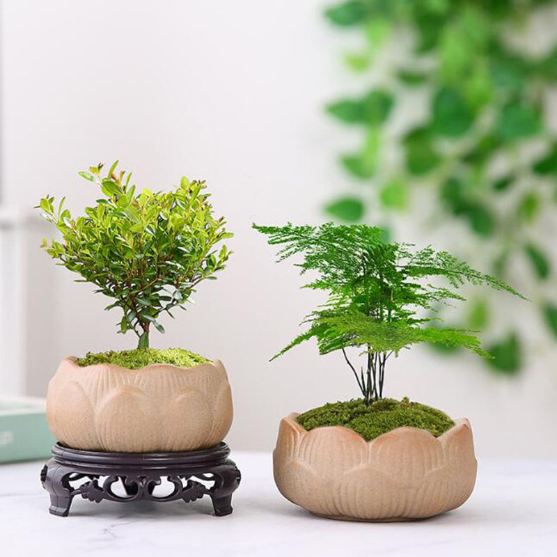 Maceta de cerámica gruesa para - Bonsai Garden Art reseña y precio