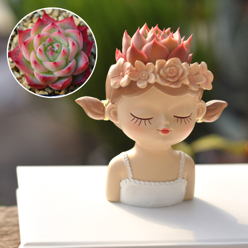 Maceta suculenta de hadas, ado - Bonsai Tree Zen Garden reseña y precio