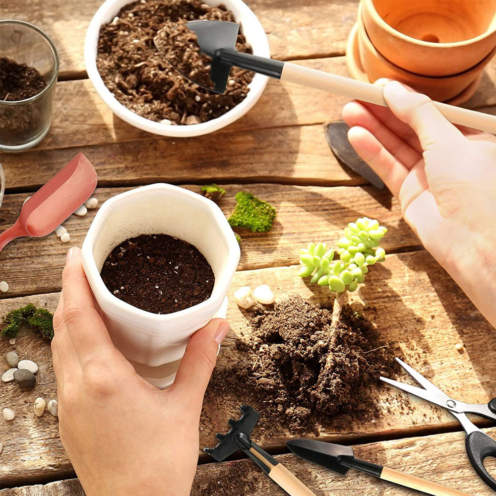 Herramientas de plantas sucule - Bonsai Garden Miniature reseña y precio