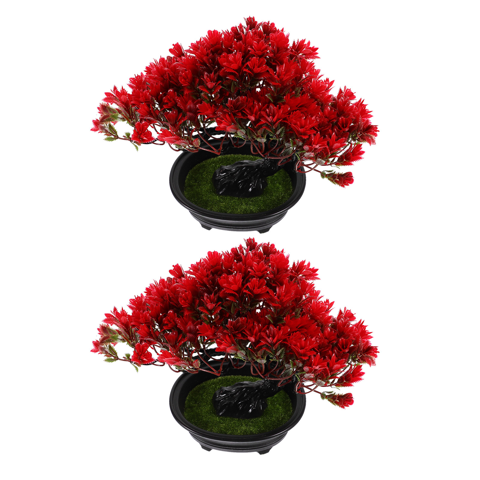 2 Plantas de Bonsái de Oficina - Bonsai Tree Zen Garden reseña y precio